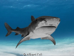 Tiger shark posing for UW photographer by Albert Kok 